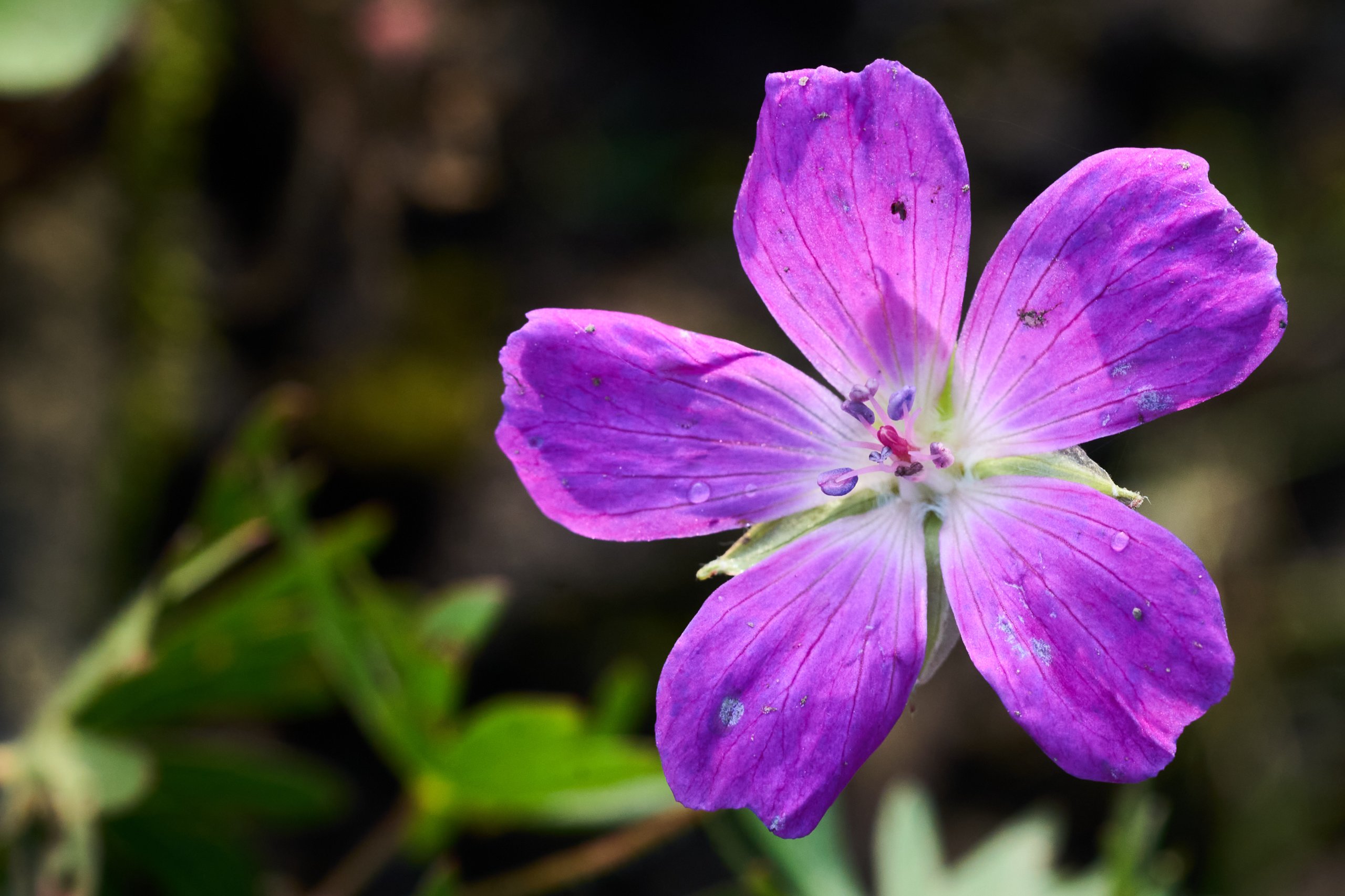 2025 11 02 Gruga 0048